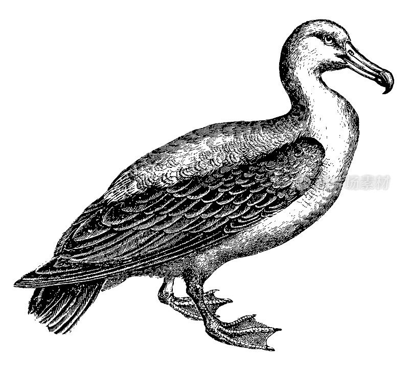 信天翁|古董鸟插图